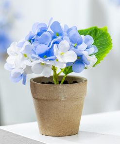 cây Hoa Cẩm Tú Cầu