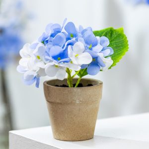 cây Hoa Cẩm Tú Cầu