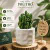 cây xương rồng mini e73d0e16 77ed 4064 97b1 741c16eb669f