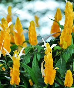 lollypops / lollypes / pachystachys lutea nees / acanthaceae
